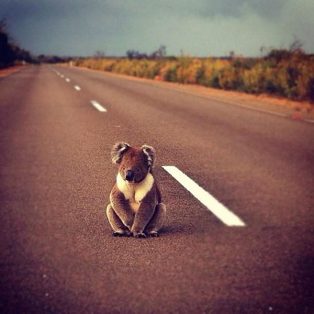 Koala autostoperica zasjela nasred ceste: Mala, čuvaj glavu!