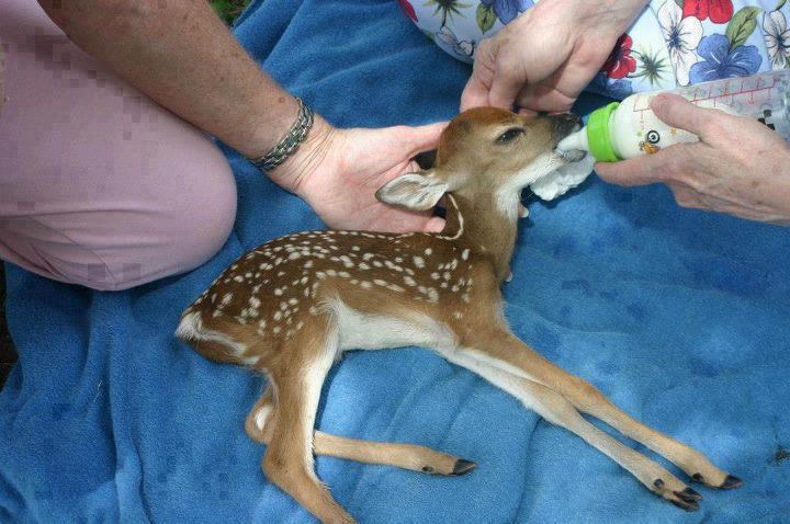 Maleni Bambi ostao bez mame, dobri ljudi ga hrane iz bočice