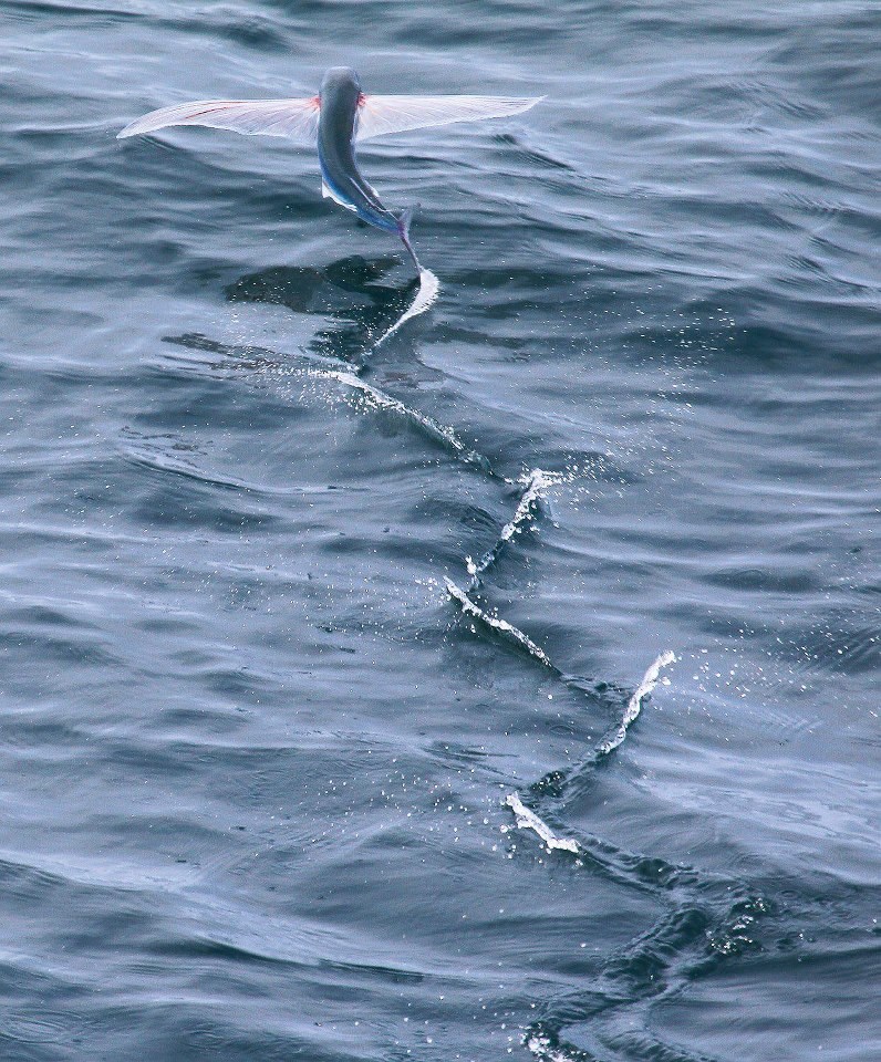 Leteća riba vježba slijetanje