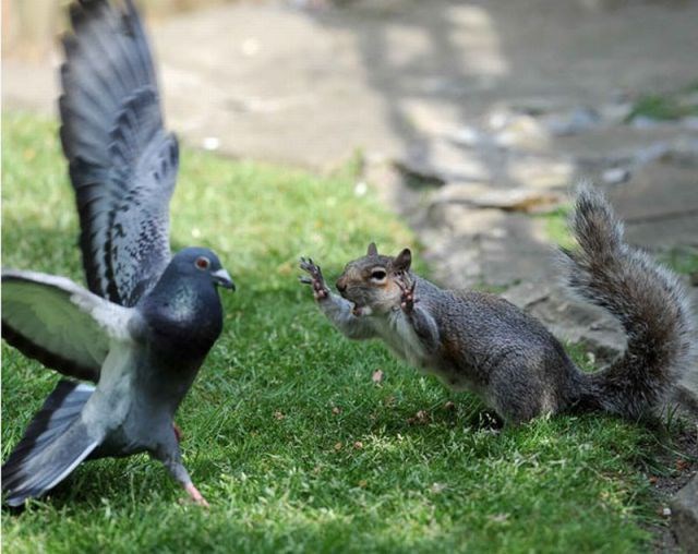 Opasna vjeverica isprepadala goluba: Buuuuuuuuu!!!