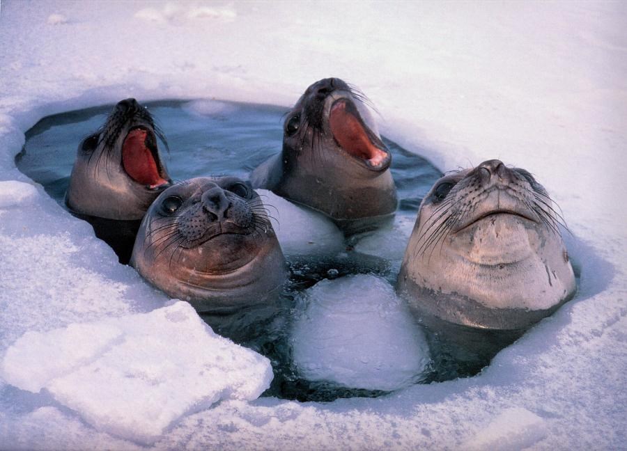 Raspjevani tuljani vježbaju za Eurosong