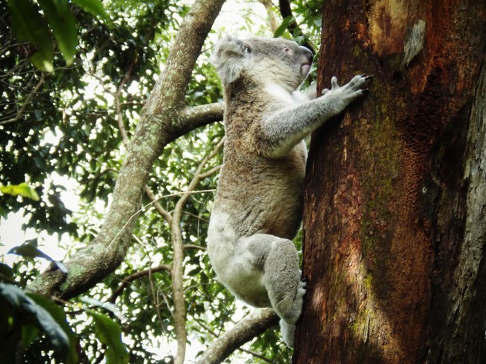 Koala penjačica uhvaćena na treningu