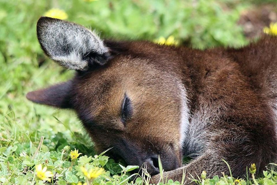 Mali pospani klokanić tone u san na cvjetnoj livadi