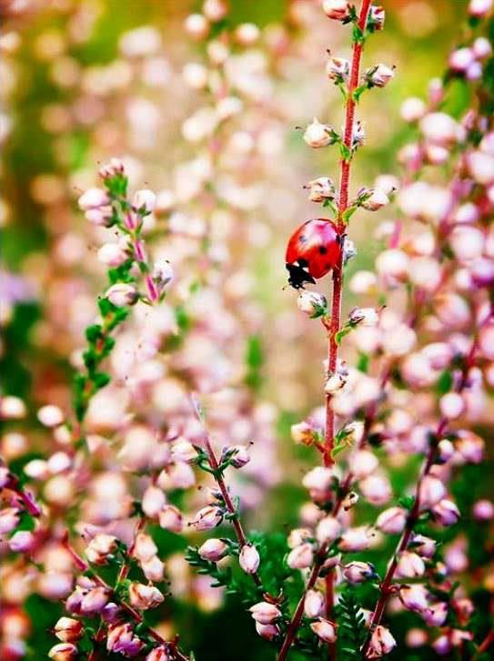 Bubamarica uživa u cvijeću