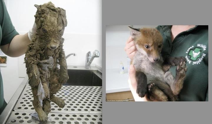 Spašavanje male lisice