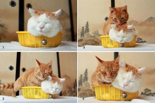 Neizmjerna mačja ljubav