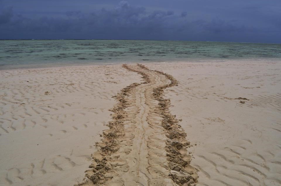 Pogodi čiji su ovo tragovi :)