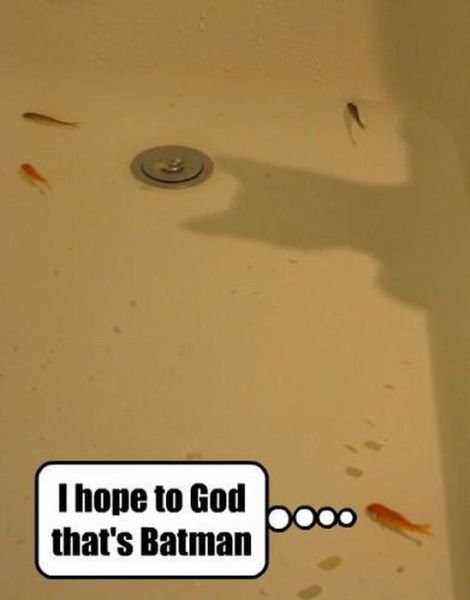 Ribica se nada Batmanu, a ne gladnoj mačketini