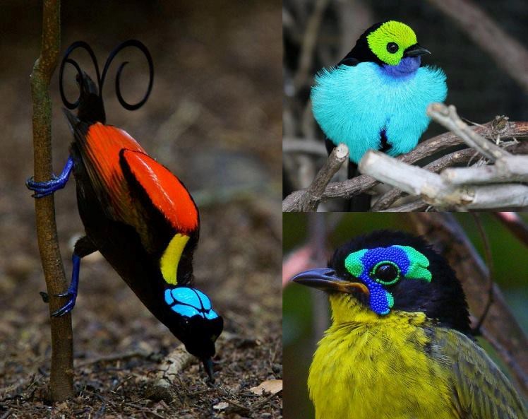 Vesele šarene ptičice