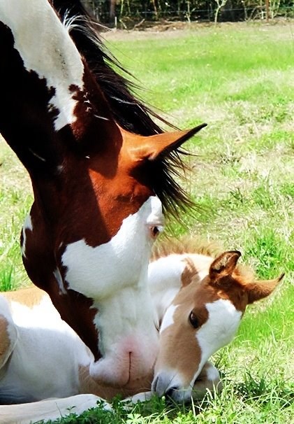 Mamina pusa uvijek popravi jutro malom konjiću