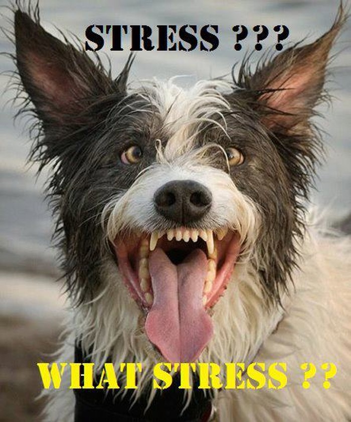 I psi su pod stresom