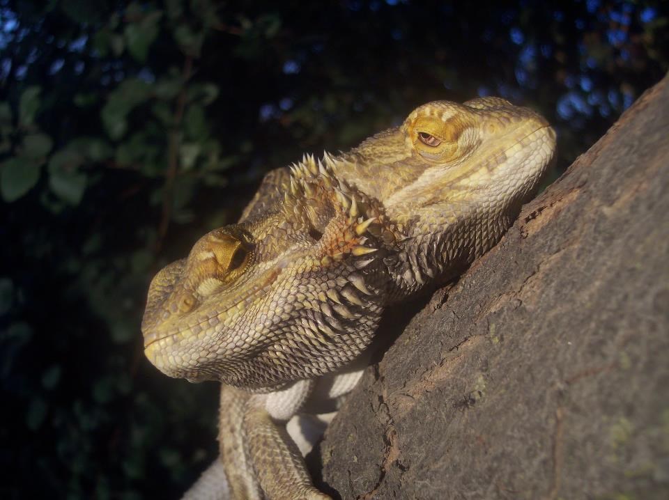 Jel on to ima 2 glave?