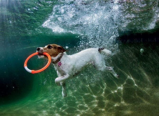 Psić uživa u ronjenju