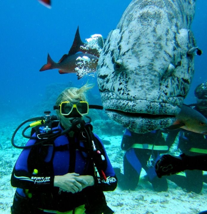 Bliski susret s ogromnom ribetinom