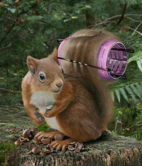 Uhvaćena na djelu: Otkrivena tajna raskošnog repa vjeverica!