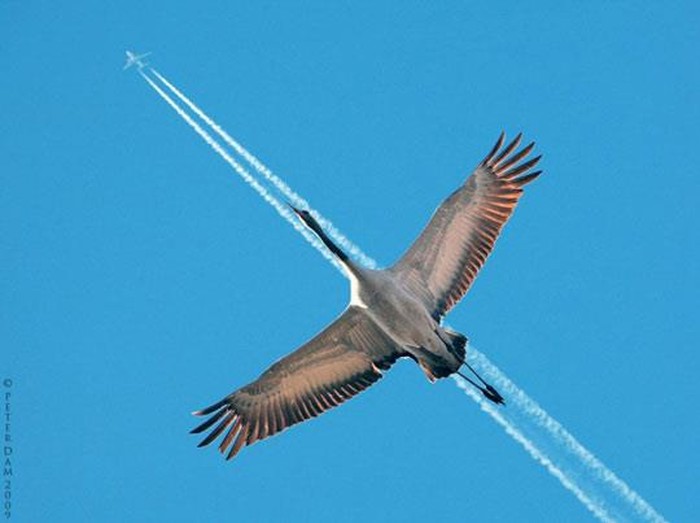 Ptica umislila da je Jumbo Jet