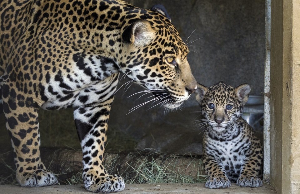 Mama leopardica pazi na svaki korak mališana