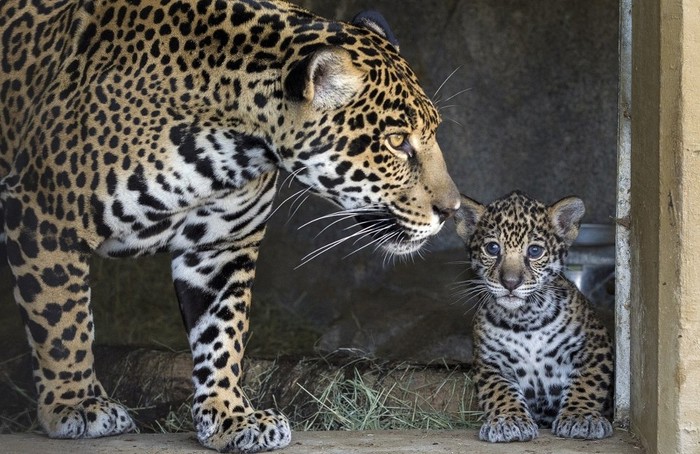 Mama leopardica pazi na svaki korak mališana