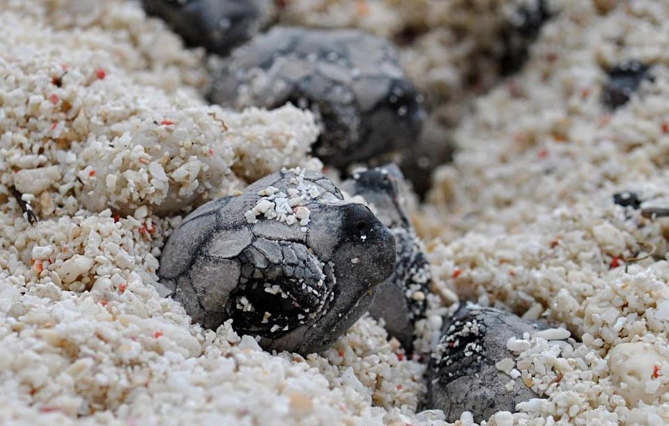 Kornjačice stižu na svijet