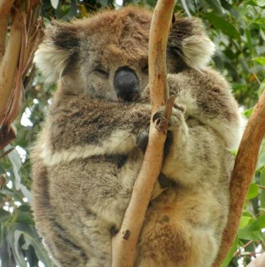 Bucmasta koalica u carstvu snova