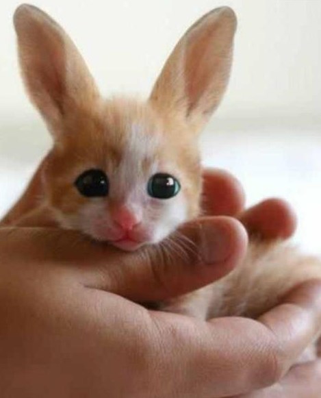 Zeko ili mica, pitanje je sad...