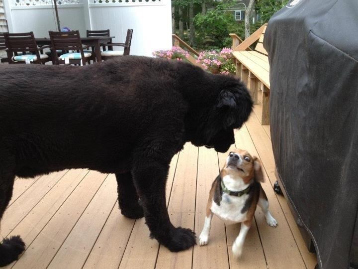 Medo, kunem se, ono te Rex tračao, a ne ja!