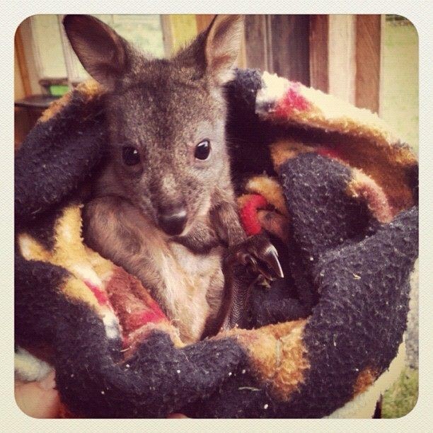 Beba klokan uživa umotan u dekicu