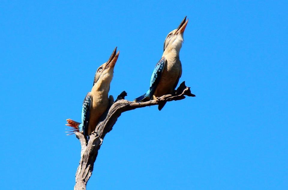 Ptice čekaju da im klopa padne s neba