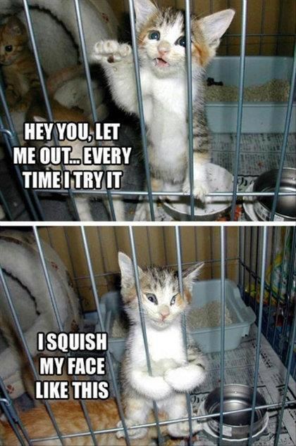 Da bi ovako zatočio micu macu stvarno moraš biti srca kamena