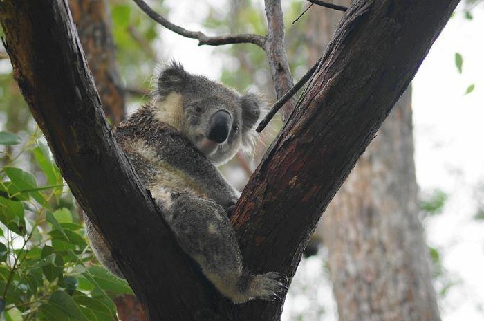 Koala pokisla pa nije baš sretna