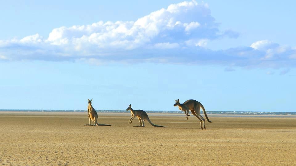 Klokani vježbaju hopsanje po plaži