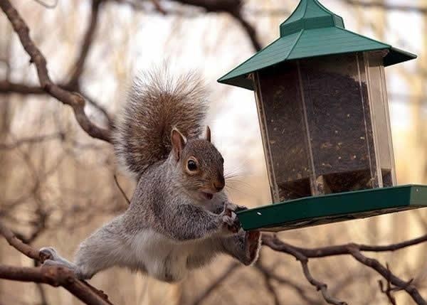 Preslatka vjeverica pokazala zavidne gimnastičarske vještine