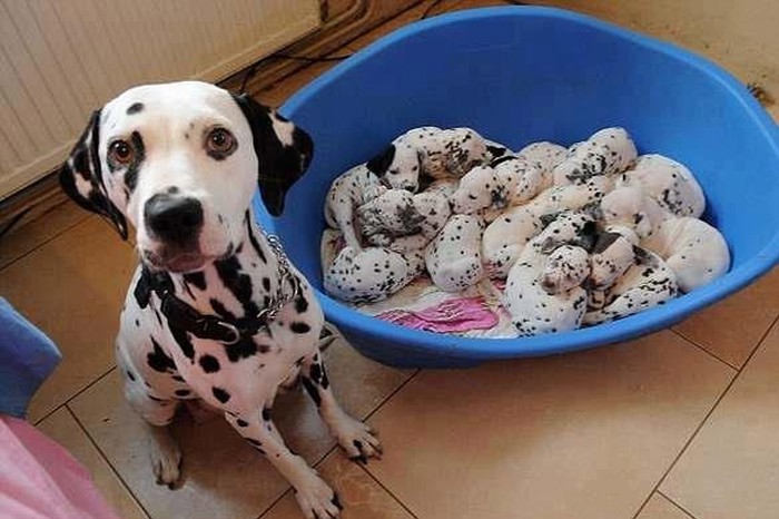 Mama i "101 dalmatiner" :)