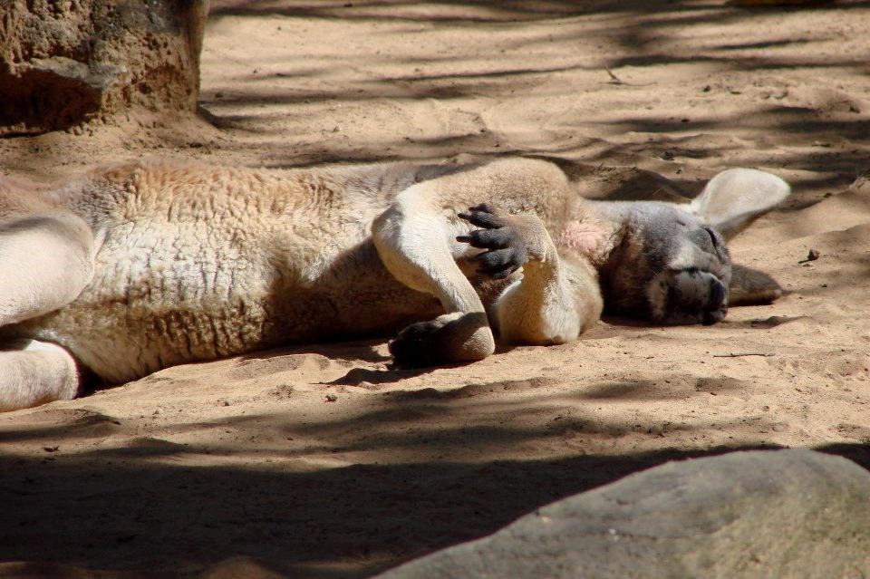 Nedjelja je pa se klokan izvalio na suncu i drijema