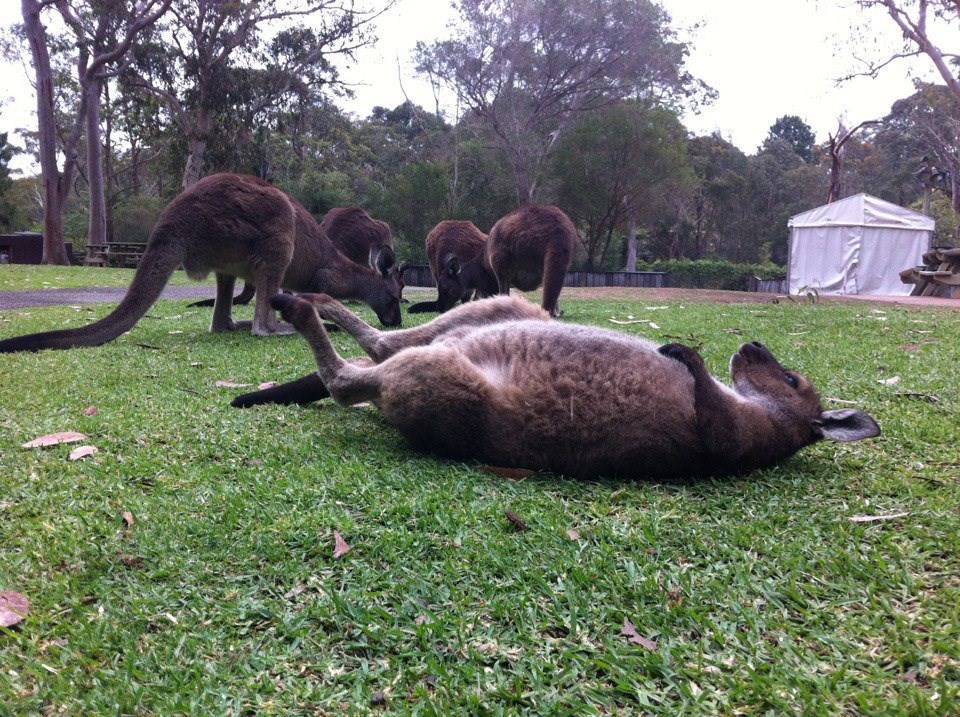 Klokan se najeo ko prasac pa sad tapša trbušinu