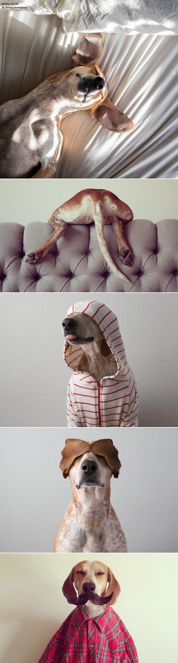 U dobru i u zlu: Pas spremno pozira i trpi gazdine ludorije