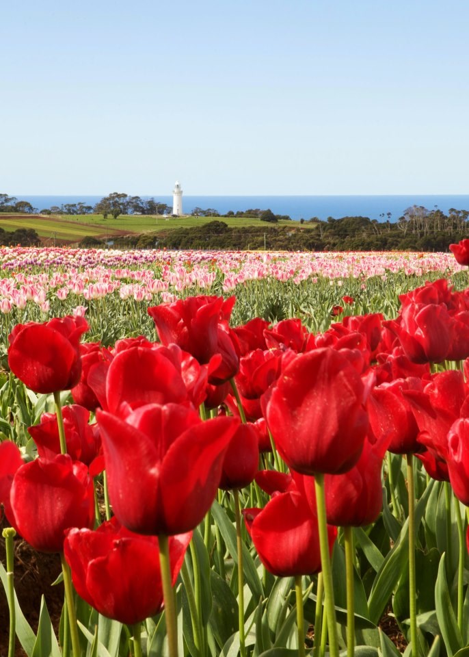 Idilična polja tulipana