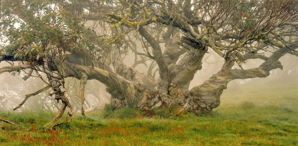 Drvo kao iz "Čarobne šume"