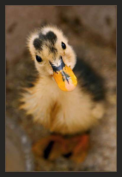 Slatko pače poziralo za portret u obiteljskom albumu