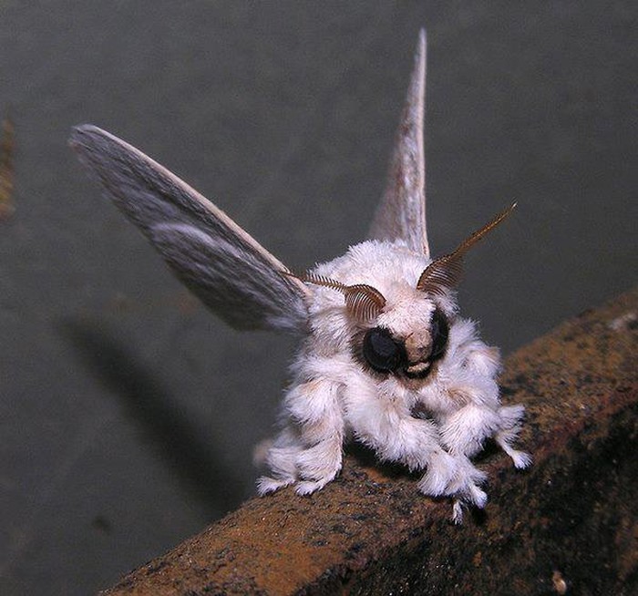 Leptir pudlica :)