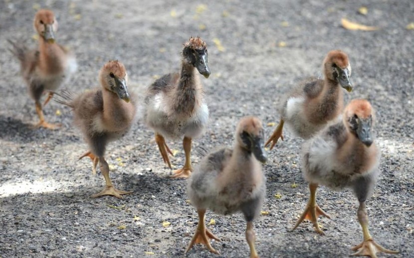 Vojska pačića marljivo odrađuje trening :)