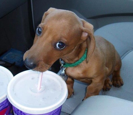 "Jel' da se ne budeš ljutio ako popijem tvoj sokić?"