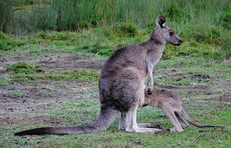 Jok, mama, ne vidim tu ključeve od kuće...