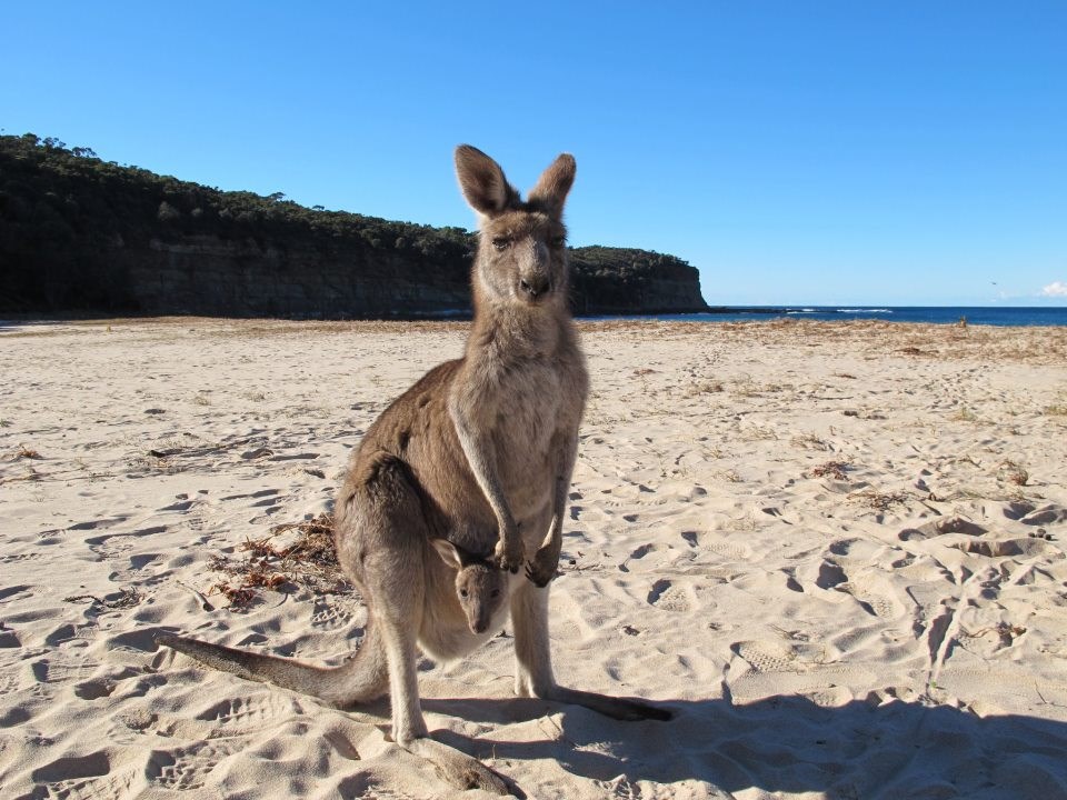 Mama i beba klokan spremno pozirali na plaži