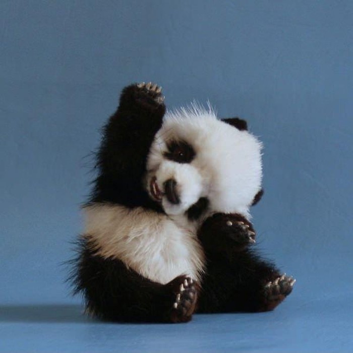 Preslatki mali panda svima maše za dobro jutro