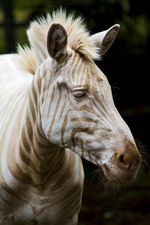 Albino zebra :)