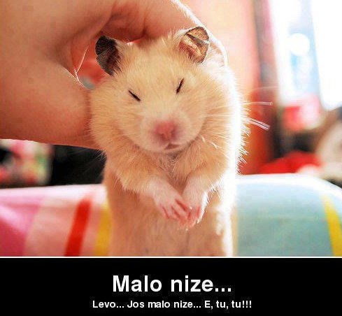 Hrčak uživa: Češkaj me tu, i tu, i tu...