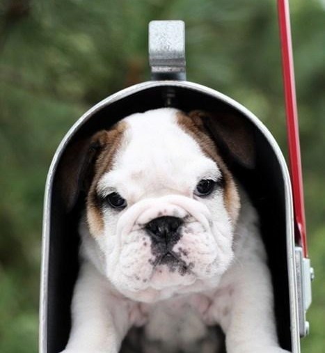 Poštar ni ne sanja što mu se sprema...