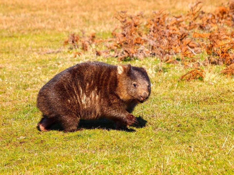 Sorry, u žurbi sam, popričamo kasnije!