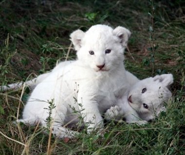 Preslatki bijeli lavići uživaju u igri
